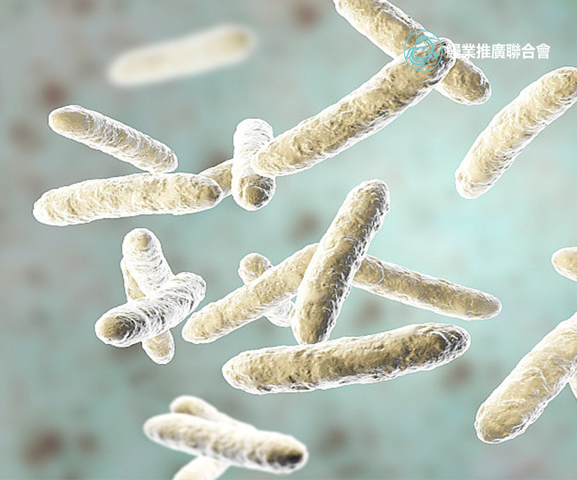 全球鰻業推廣聯合會香港企業官網開發建設制作案例